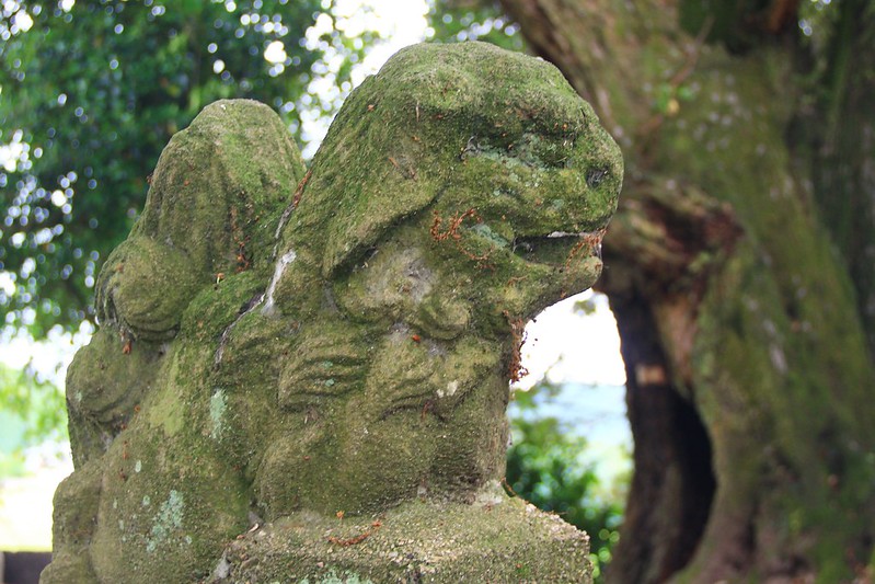 鳥取龍貓森林(小原神社)：位於南方町的秘境，仿佛走進龍貓電影中的森林 @飛天璇的口袋