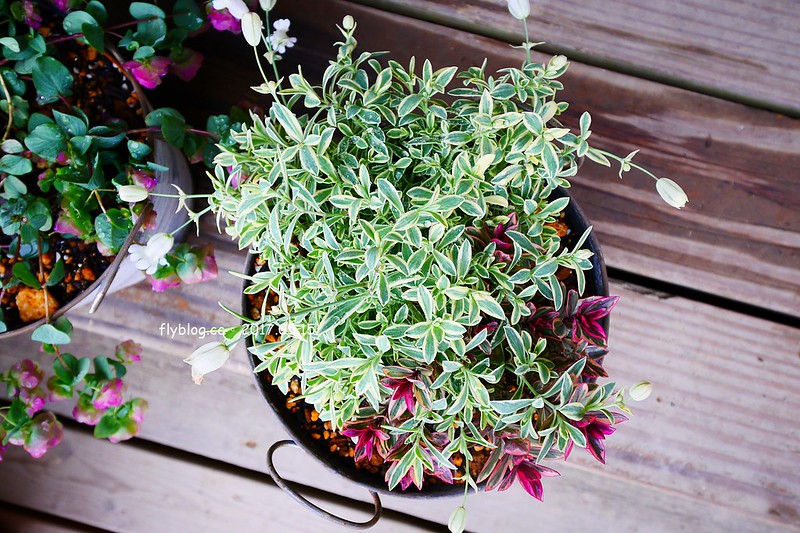 福島五天四夜自駕┃風花起司蛋糕工房(チーズケーキ工房・カフェ風花) ：雨後意外的下午茶，巧遇人氣NO.1的起司蛋糕，二本松市鄰近岳溫泉、豬苗代湖和五色沼湖 @飛天璇的口袋