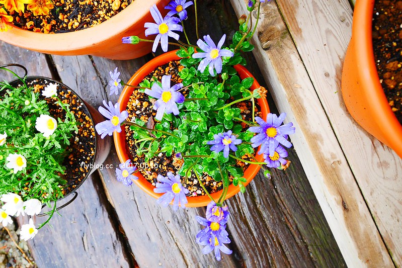 福島五天四夜自駕┃風花起司蛋糕工房(チーズケーキ工房・カフェ風花) ：雨後意外的下午茶，巧遇人氣NO.1的起司蛋糕，二本松市鄰近岳溫泉、豬苗代湖和五色沼湖 @飛天璇的口袋