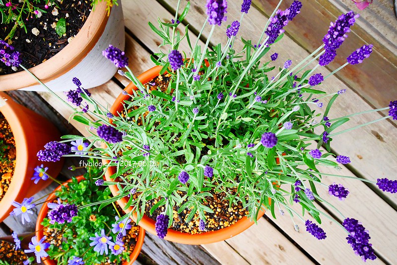 福島五天四夜自駕┃風花起司蛋糕工房(チーズケーキ工房・カフェ風花) ：雨後意外的下午茶，巧遇人氣NO.1的起司蛋糕，二本松市鄰近岳溫泉、豬苗代湖和五色沼湖 @飛天璇的口袋