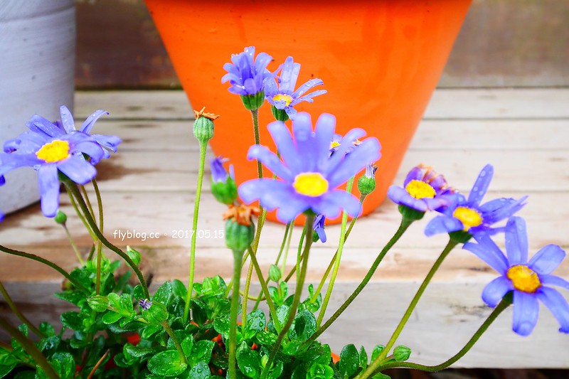 福島五天四夜自駕┃風花起司蛋糕工房(チーズケーキ工房・カフェ風花) ：雨後意外的下午茶，巧遇人氣NO.1的起司蛋糕，二本松市鄰近岳溫泉、豬苗代湖和五色沼湖 @飛天璇的口袋