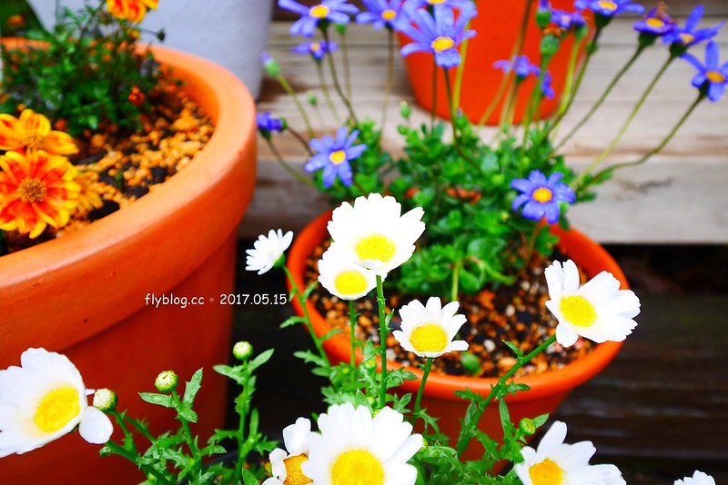 福島五天四夜自駕┃風花起司蛋糕工房(チーズケーキ工房・カフェ風花) ：雨後意外的下午茶，巧遇人氣NO.1的起司蛋糕，二本松市鄰近岳溫泉、豬苗代湖和五色沼湖 @飛天璇的口袋