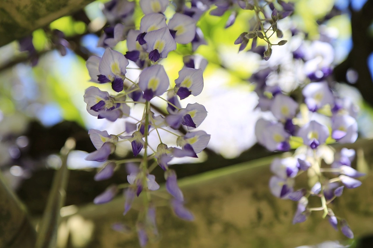 日本福島｜茶室麟閣．會津若松城旁，楓葉紅時巧遇紫藤花與櫻花 @飛天璇的口袋