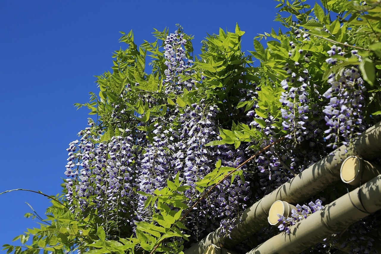 日本福島｜茶室麟閣．會津若松城旁，楓葉紅時巧遇紫藤花與櫻花 @飛天璇的口袋