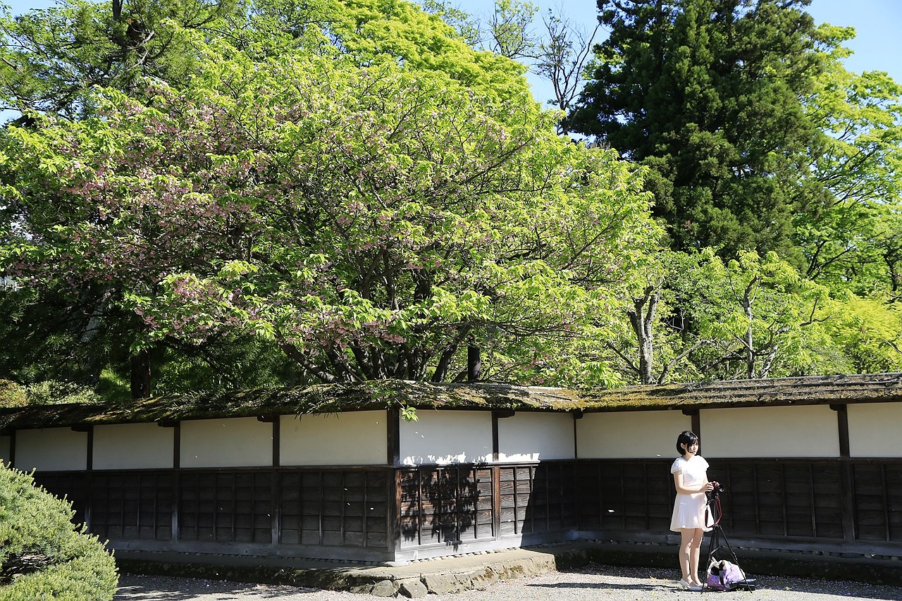日本福島｜茶室麟閣．會津若松城旁，楓葉紅時巧遇紫藤花與櫻花 @飛天璇的口袋