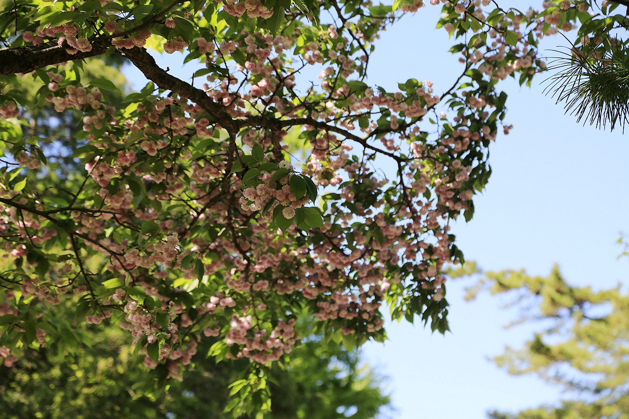 日本福島｜茶室麟閣．會津若松城旁，楓葉紅時巧遇紫藤花與櫻花 @飛天璇的口袋