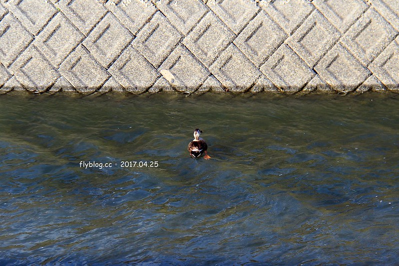 【日本靜岡】大井川鐵道~新金谷站搭乘復古懷舊SL號蒸氣火車，鐵道界的活化石也是日本最美的鐵道之一，還有期間限定的湯瑪士小火車 @飛天璇的口袋