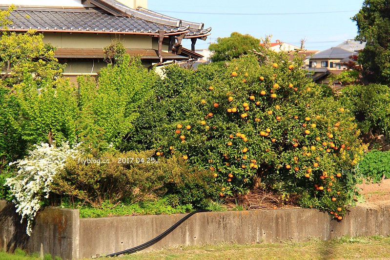 【日本靜岡】大井川鐵道~新金谷站搭乘復古懷舊SL號蒸氣火車，鐵道界的活化石也是日本最美的鐵道之一，還有期間限定的湯瑪士小火車 @飛天璇的口袋