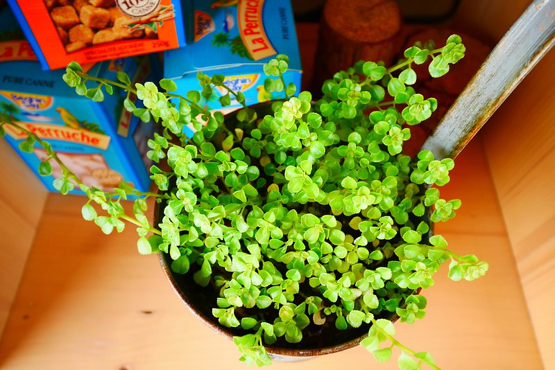 日許時間┃台中北區美食：充滿日式雜貨風的餐廳，餐點輕爽平價好吃，轉角遇見都市中的叢林 @飛天璇的口袋