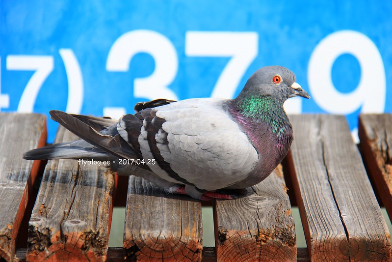 【日本靜岡】大井川鐵道~新金谷站搭乘復古懷舊SL號蒸氣火車，鐵道界的活化石也是日本最美的鐵道之一，還有期間限定的湯瑪士小火車 @飛天璇的口袋