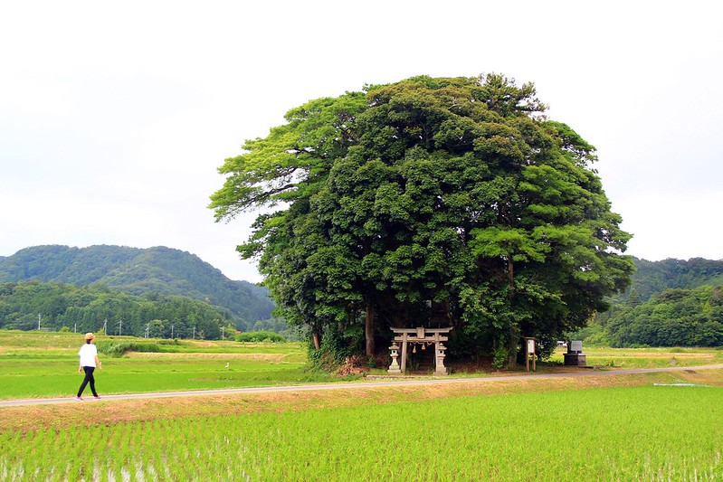 鳥取龍貓森林(小原神社)：位於南方町的秘境，仿佛走進龍貓電影中的森林 @飛天璇的口袋