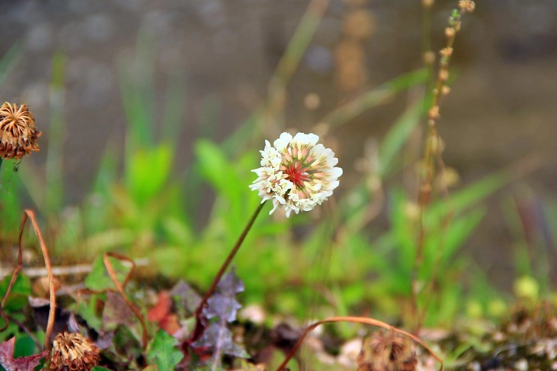 鳥取龍貓森林(小原神社)：位於南方町的秘境，仿佛走進龍貓電影中的森林 @飛天璇的口袋