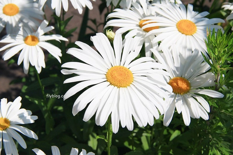 日本長野｜輕井澤2天1夜懶人包，景點、住宿、美食、交通(東京到輕井澤交通方式+JR PASS券) @飛天璇的口袋