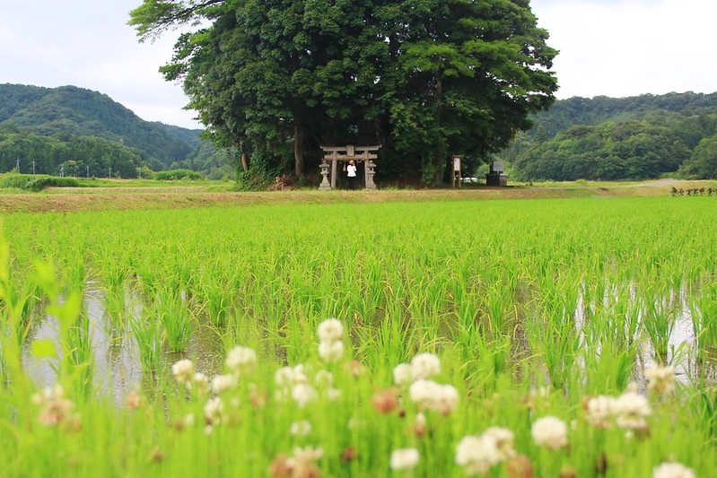 鳥取龍貓森林(小原神社)：位於南方町的秘境，仿佛走進龍貓電影中的森林 @飛天璇的口袋