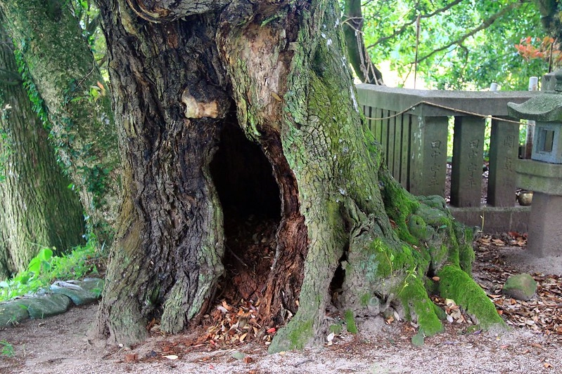 鳥取龍貓森林(小原神社)：位於南方町的秘境，仿佛走進龍貓電影中的森林 @飛天璇的口袋