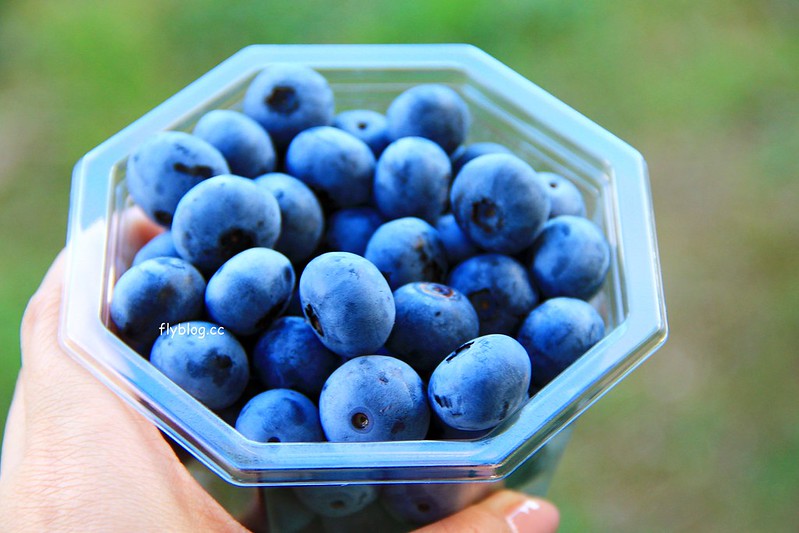 日本京都|海之京都4天3夜自由行.伊根、丹後半島、景點、美食、住宿和交通方式 @飛天璇的口袋