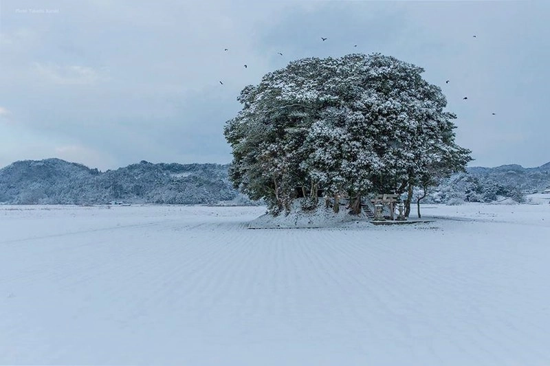 鳥取龍貓森林(小原神社)：位於南方町的秘境，仿佛走進龍貓電影中的森林 @飛天璇的口袋