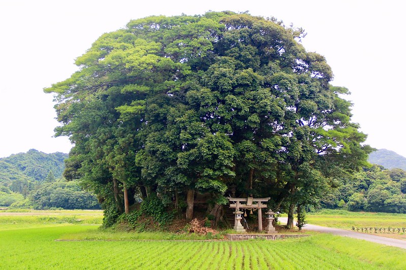 鳥取龍貓森林(小原神社)：位於南方町的秘境，仿佛走進龍貓電影中的森林 @飛天璇的口袋