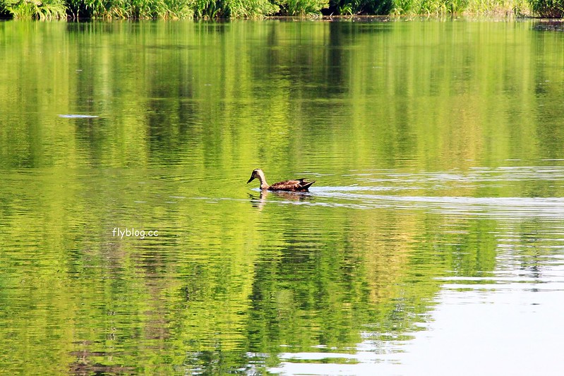日本長野｜輕井澤2天1夜懶人包，景點、住宿、美食、交通(東京到輕井澤交通方式+JR PASS券) @飛天璇的口袋