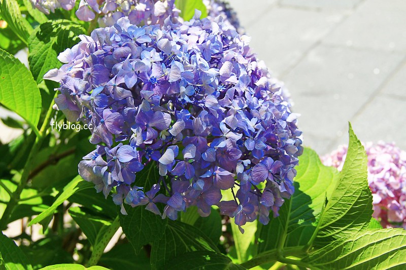 日本長野｜善光寺，長野的信仰之光，千年歷史的國寶級的旅遊景點，日本人一生一定要來一次的地方 @飛天璇的口袋