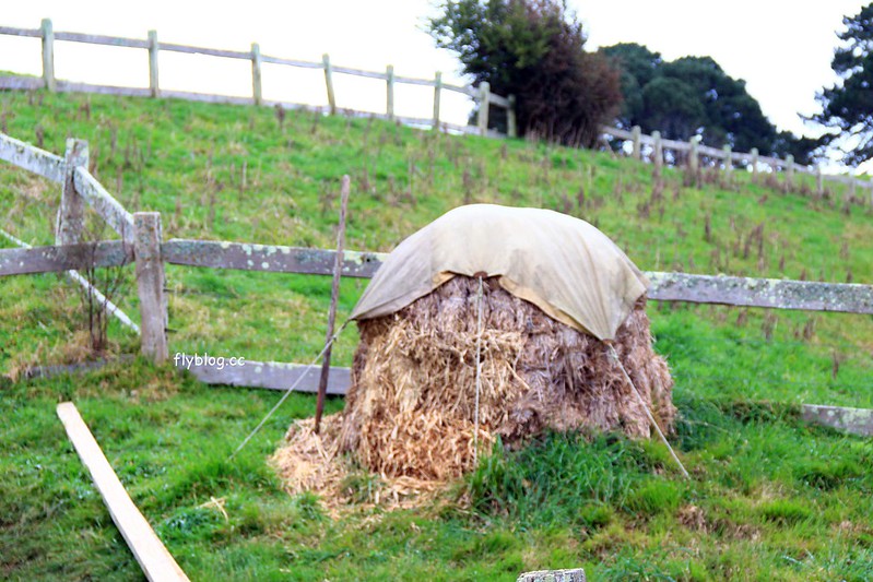 紐西蘭瑪塔瑪塔｜Hobbiton 哈比村．電影魔戒拍攝地，紐西蘭北島一日遊 @飛天璇的口袋
