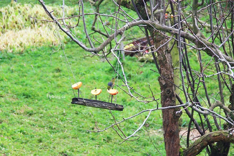 紐西蘭瑪塔瑪塔｜Hobbiton 哈比村．電影魔戒拍攝地，紐西蘭北島一日遊 @飛天璇的口袋