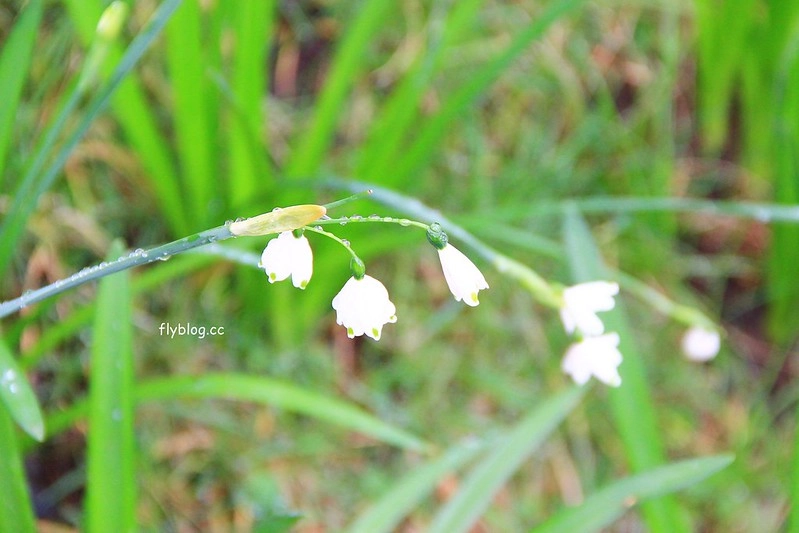 紐西蘭瑪塔瑪塔｜Hobbiton 哈比村．電影魔戒拍攝地，紐西蘭北島一日遊 @飛天璇的口袋