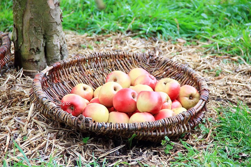 紐西蘭瑪塔瑪塔｜Hobbiton 哈比村．電影魔戒拍攝地，紐西蘭北島一日遊 @飛天璇的口袋