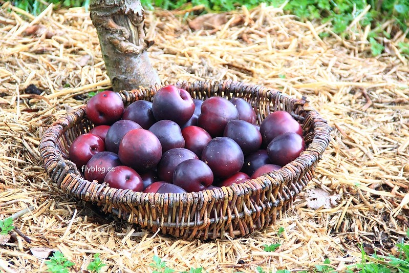 紐西蘭瑪塔瑪塔｜Hobbiton 哈比村．電影魔戒拍攝地，紐西蘭北島一日遊 @飛天璇的口袋