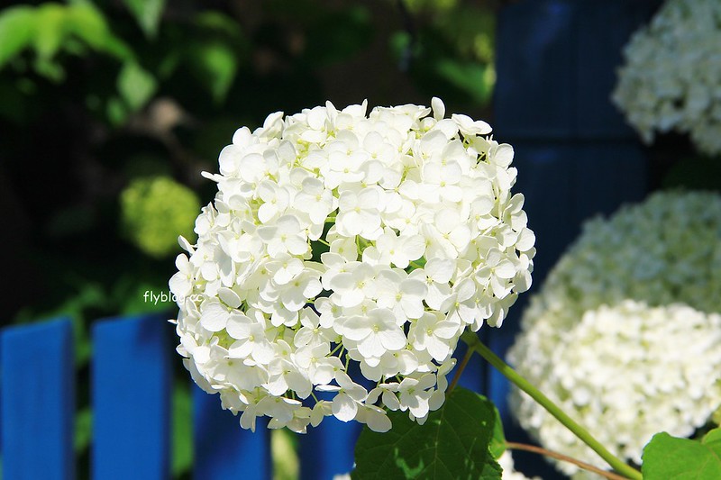 日本長野｜輕井澤2天1夜懶人包，景點、住宿、美食、交通(東京到輕井澤交通方式+JR PASS券) @飛天璇的口袋