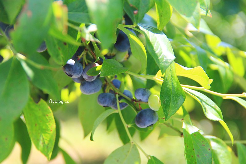 日本京都｜丹後王國(美食之都)~西日本最大道の駅，結合餐飲、娛樂、景觀、住宿和購物，有100萬顆燈炮組成的天空遊步道 @飛天璇的口袋