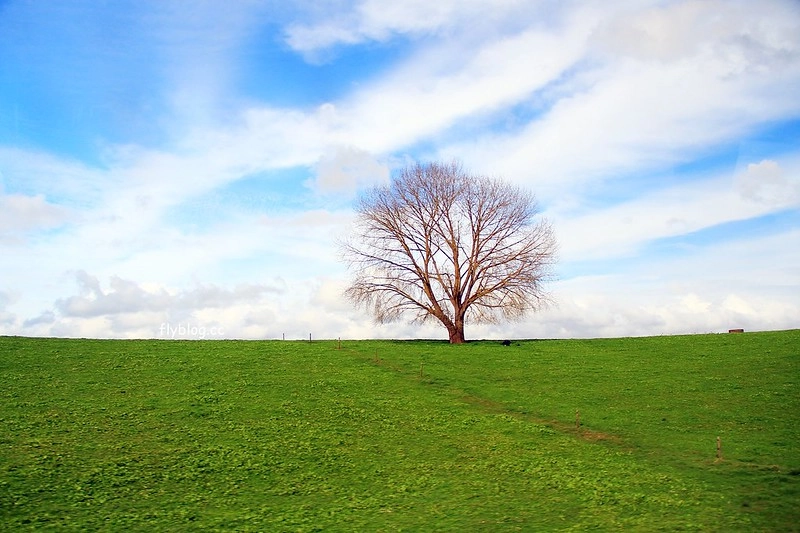 紐西蘭北島｜懷托摩洞穴，藍光螢火蟲鐘乳石洞，全球八奇景，吳奇隆劉詩詩拍婚紗的地方 @飛天璇的口袋