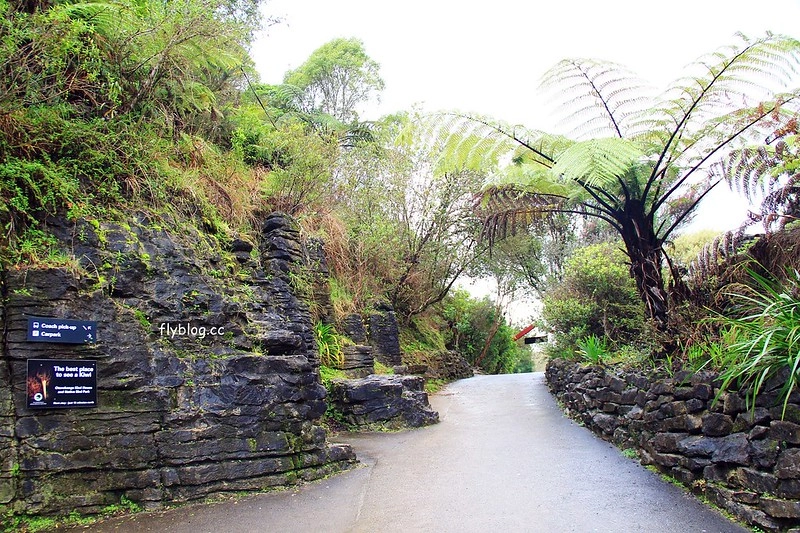 紐西蘭北島｜懷托摩洞穴，藍光螢火蟲鐘乳石洞，全球八奇景，吳奇隆劉詩詩拍婚紗的地方 @飛天璇的口袋