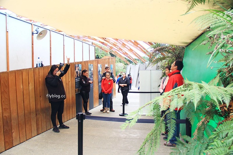 紐西蘭北島｜懷托摩洞穴，藍光螢火蟲鐘乳石洞，全球八奇景，吳奇隆劉詩詩拍婚紗的地方 @飛天璇的口袋