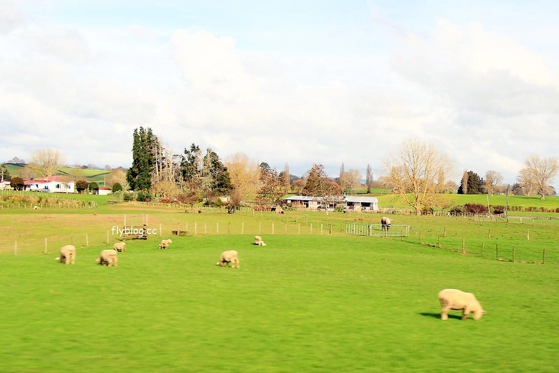 紐西蘭北島｜懷托摩洞穴，藍光螢火蟲鐘乳石洞，全球八奇景，吳奇隆劉詩詩拍婚紗的地方 @飛天璇的口袋