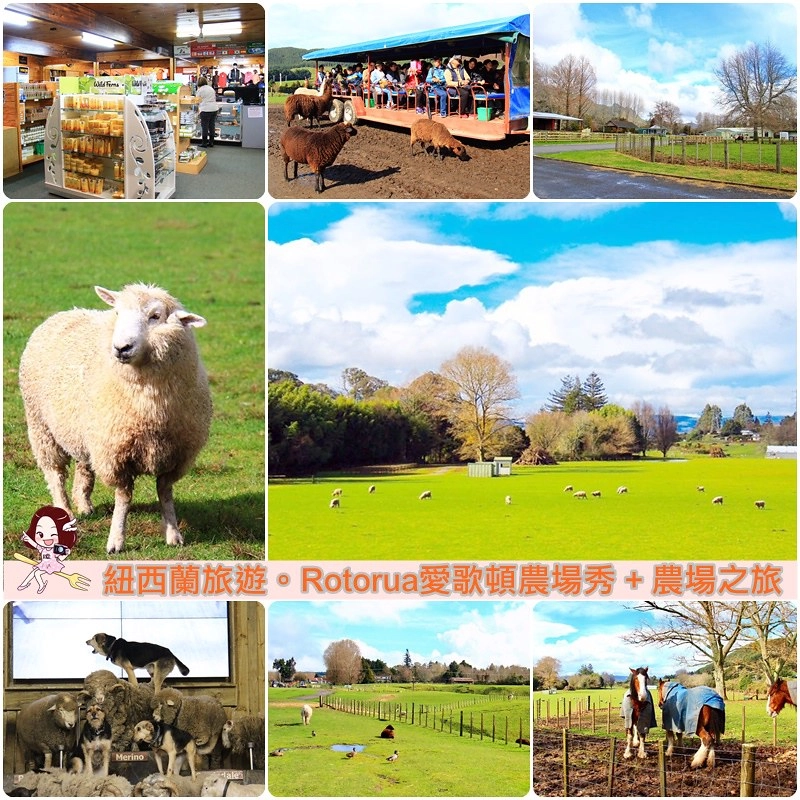 紐西蘭羅托魯瓦｜Agrodome Farm 愛歌頓農場．紐西蘭最大牧場，被綿羊和草泥馬包圍了 @飛天璇的口袋