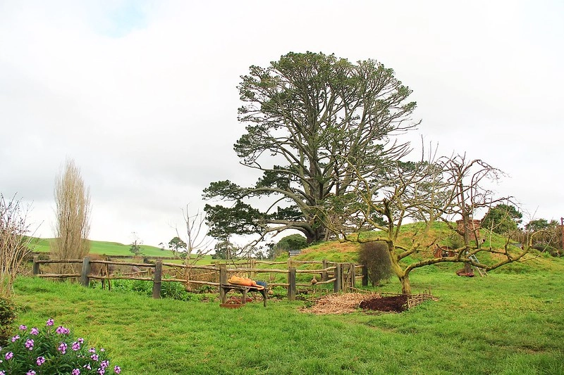 紐西蘭瑪塔瑪塔｜Hobbiton 哈比村．電影魔戒拍攝地，紐西蘭北島一日遊 @飛天璇的口袋