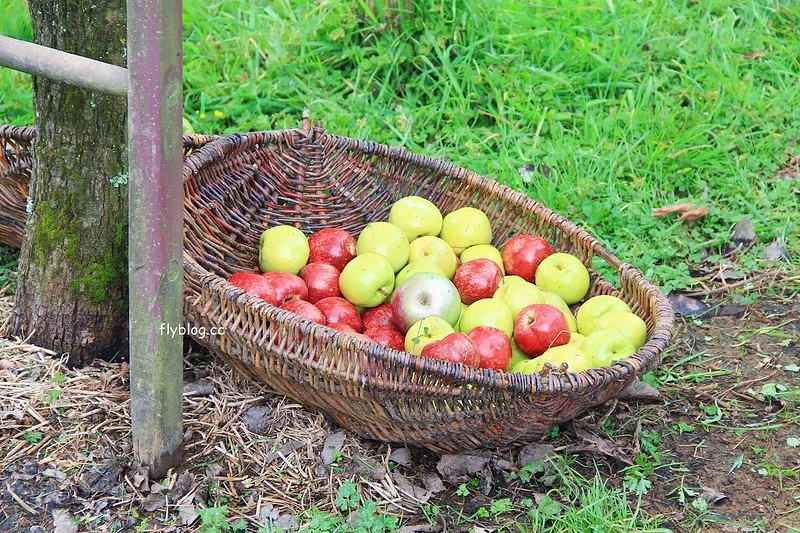紐西蘭瑪塔瑪塔｜Hobbiton 哈比村．電影魔戒拍攝地，紐西蘭北島一日遊 @飛天璇的口袋