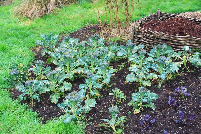 紐西蘭瑪塔瑪塔｜Hobbiton 哈比村．電影魔戒拍攝地，紐西蘭北島一日遊 @飛天璇的口袋
