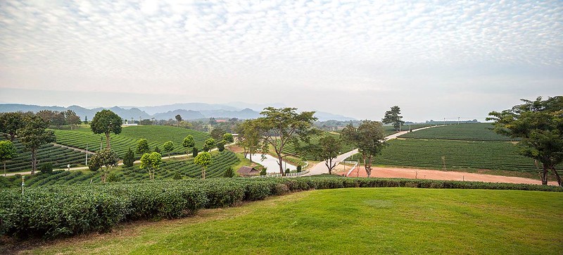 泰國清萊｜翠峰茶園 Chui Fong Tea Farm｜泰緬邊境最大的茶園，IG打卡超熱門景點，每日現做抹茶蛋糕必吃 @飛天璇的口袋