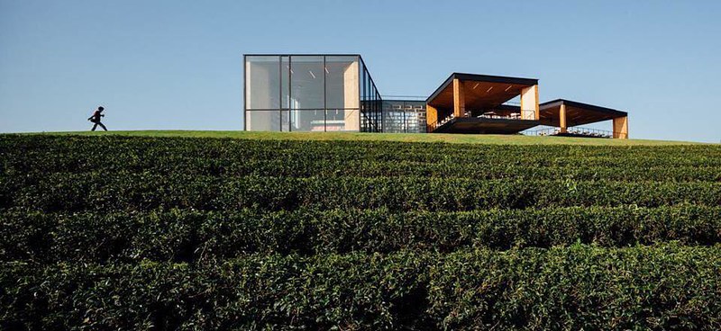 泰國清萊｜翠峰茶園 Chui Fong Tea Farm｜泰緬邊境最大的茶園，IG打卡超熱門景點，每日現做抹茶蛋糕必吃 @飛天璇的口袋