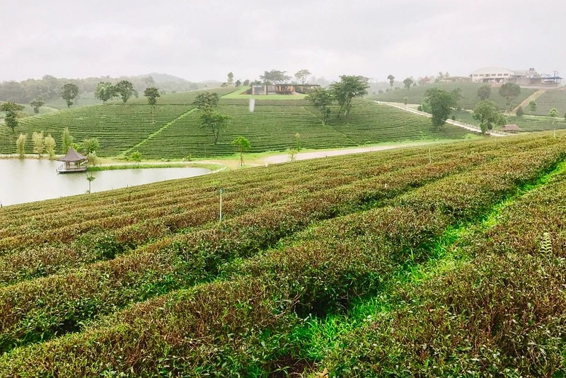 泰國清萊｜翠峰茶園 Chui Fong Tea Farm｜泰緬邊境最大的茶園，IG打卡超熱門景點，每日現做抹茶蛋糕必吃 @飛天璇的口袋
