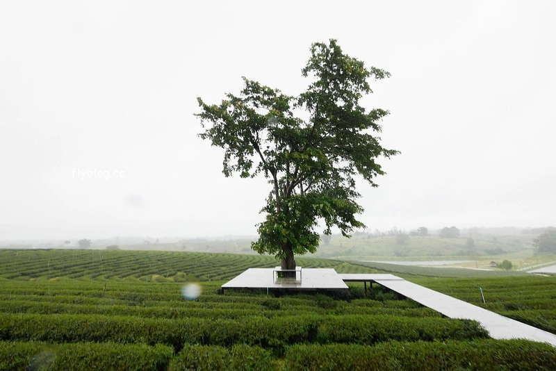 泰國清萊｜翠峰茶園 Chui Fong Tea Farm｜泰緬邊境最大的茶園，IG打卡超熱門景點，每日現做抹茶蛋糕必吃 @飛天璇的口袋