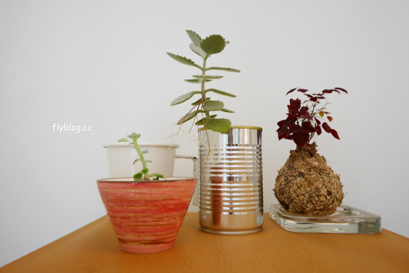 【苗栗三義】緩慢尋路綠波浪，投進森林的環抱，享受大自然的交響樂，讓心靈沈澱人也放空 @飛天璇的口袋