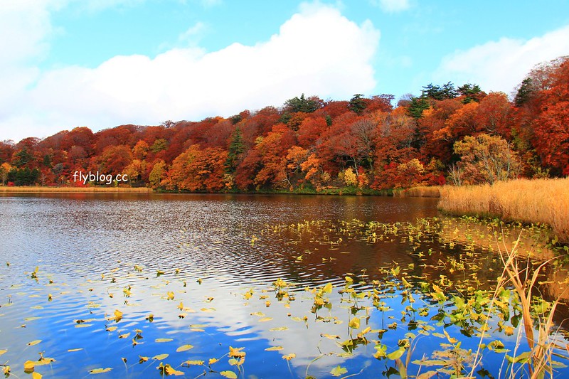 日本秋田｜八幡平國家公園．秋田最美楓葉季在大沼，分享交通方式和周邊景點 @飛天璇的口袋