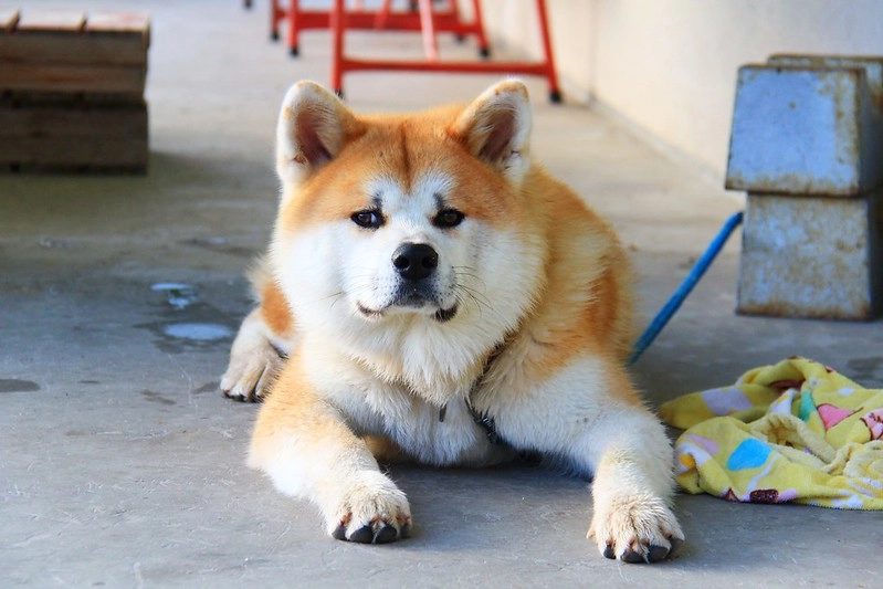 日本秋田｜森吉山阿仁滑雪場．一年四季有不同的美景，秋天楓紅盛況和交通方式 @飛天璇的口袋