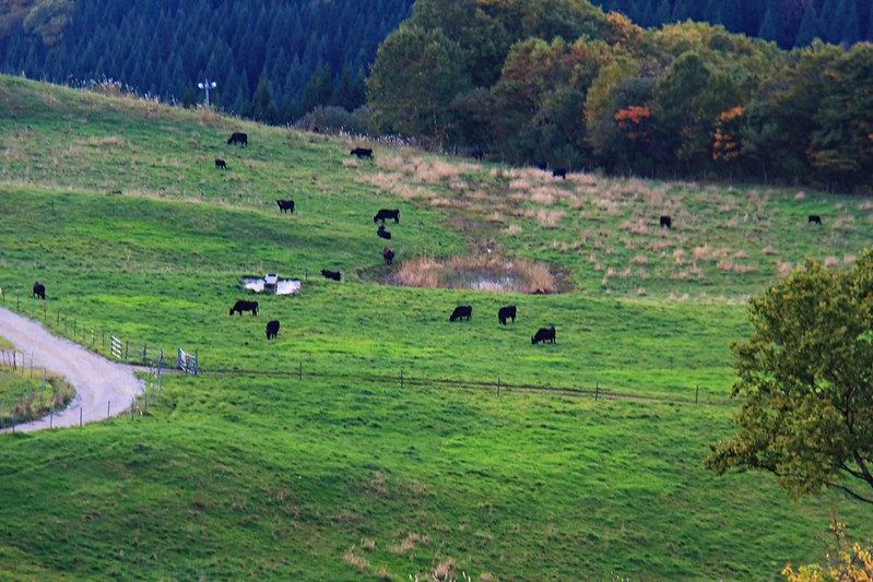 日本秋田｜森吉山阿仁滑雪場．一年四季有不同的美景，秋天楓紅盛況和交通方式 @飛天璇的口袋