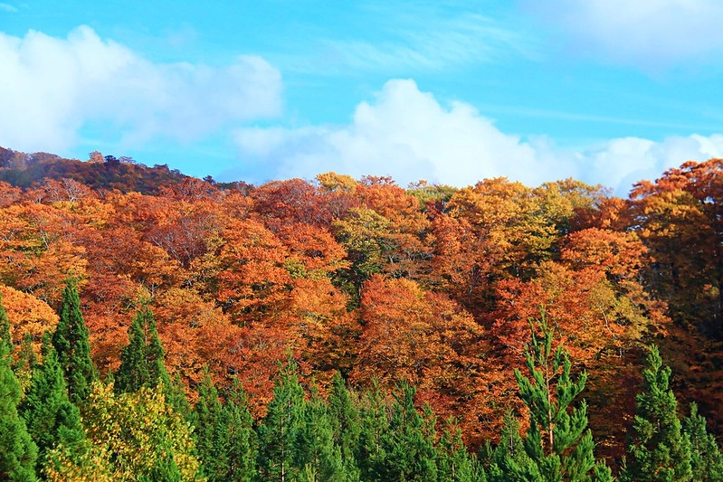 日本秋田｜森吉山阿仁滑雪場．一年四季有不同的美景，秋天楓紅盛況和交通方式 @飛天璇的口袋