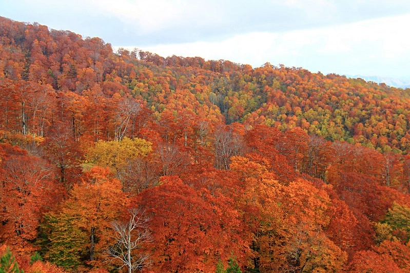 日本秋田｜森吉山阿仁滑雪場．一年四季有不同的美景，秋天楓紅盛況和交通方式 @飛天璇的口袋