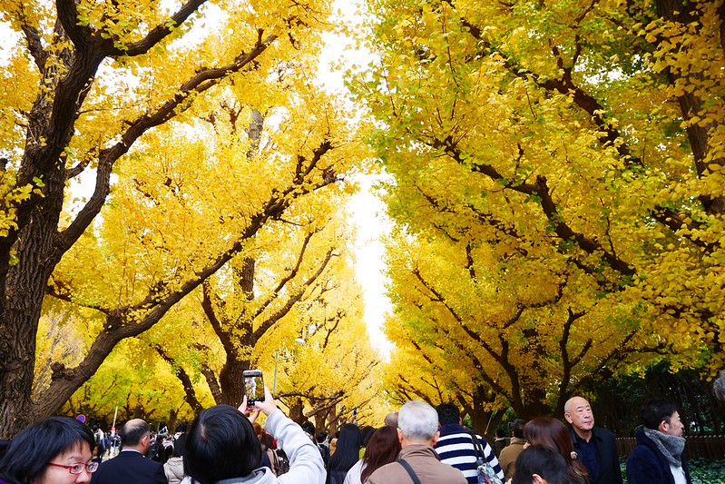 日本東京｜東京輕井澤5天4夜自由行懶人包，東京必玩景點、必吃美食、必買商品、飯店住宿、交通方式、行程分享 @飛天璇的口袋